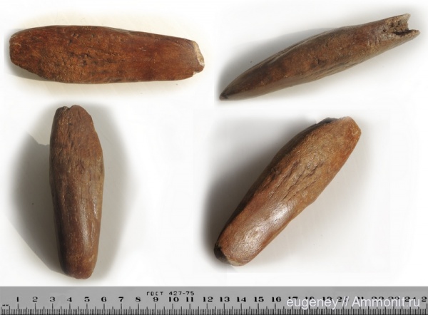 млекопитающие, плейстоцен