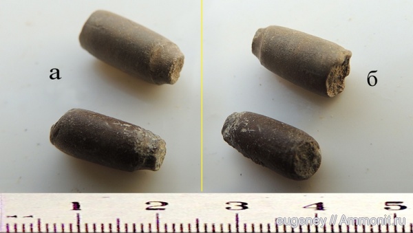 окаменелости, мел, мезозой, нижний мел, Fossils, Cretaceous, Lower Cretaceous