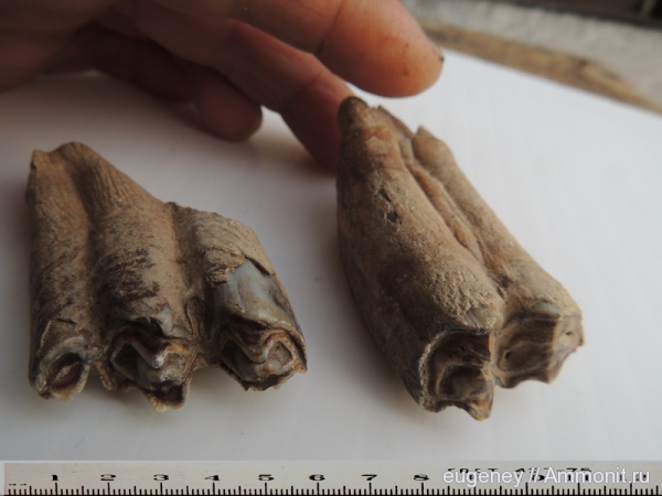 позвоночные, млекопитающие, плейстоцен