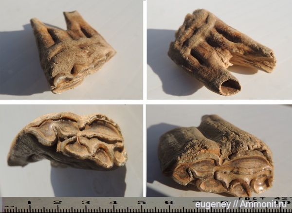 позвоночные, млекопитающие, плейстоцен