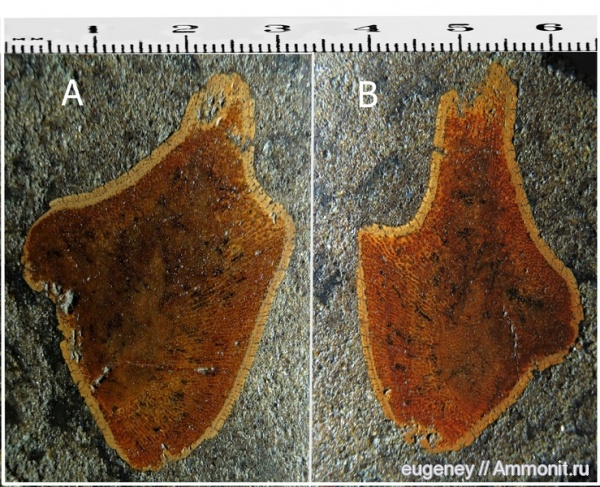 окаменелости, мел, мезозой, кости