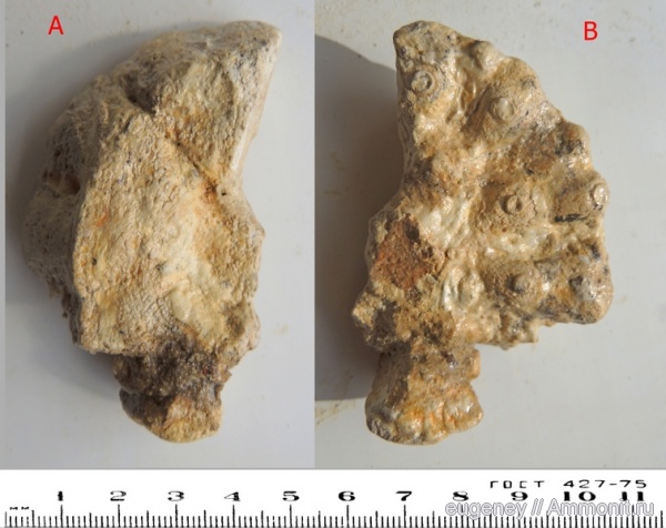 окаменелости, губки, беспозвоночные