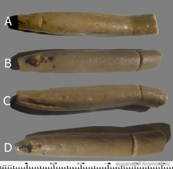 моллюски, головоногие моллюски, беспозвоночные, прижизненные повреждения, колеоидеи