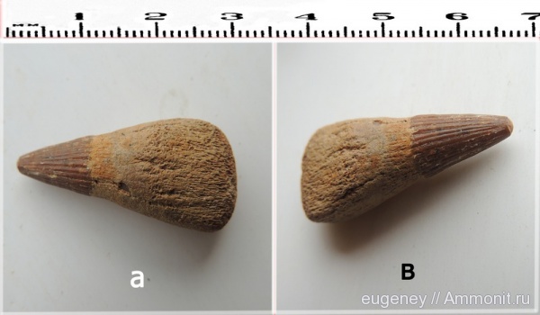 окаменелости, мел, мезозой, нижний мел, Fossils, Cretaceous, Lower Cretaceous