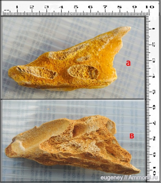 окаменелости, мел, химеры, Cretaceous