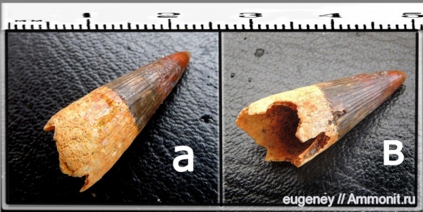 окаменелости, рептилии, водные рептилии, позвоночные, нижний мел, зубы рептилий