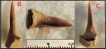 Зуб костной рыбы( Enchodus.)