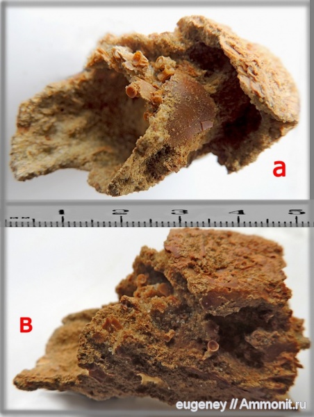 окаменелости, мел, мезозой, копролиты, нижний мел, Борщево