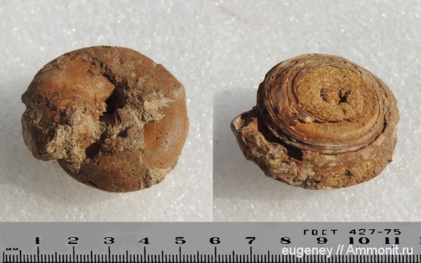 брюхоногие моллюски, нижний мел, Gastropoda