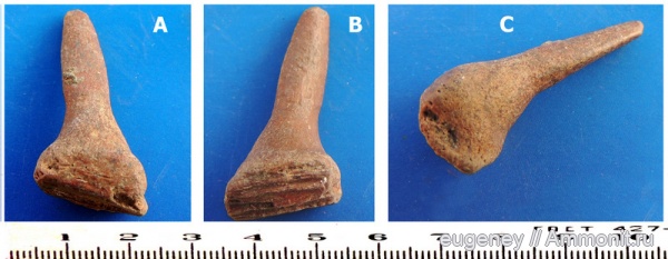 окаменелости, мел, мезозой, Enchodus, Зуб костной рыбы