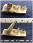 Челюсть костной рыбы с фрагментами зубов.