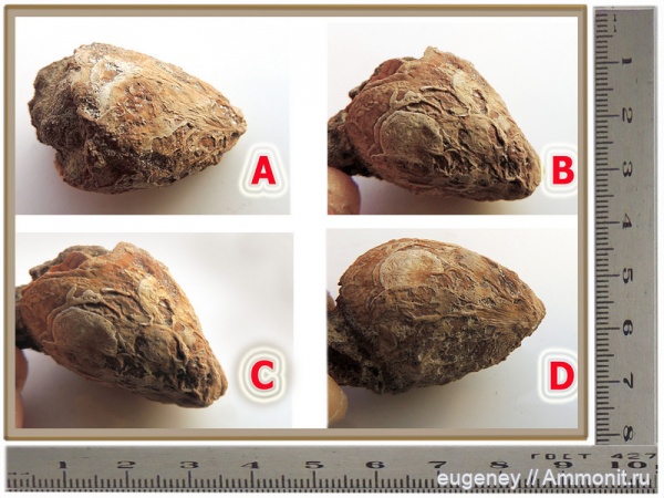 окаменелости, мел, мезозой, нижний мел