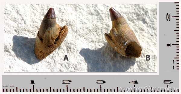 окаменелости, рептилии, мел, водные рептилии, позвоночные, мезозой, нижний мел