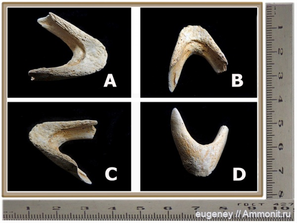 окаменелости, мел, мезозой, нижний мел