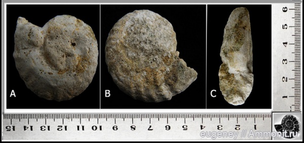 аммониты, моллюски, головоногие моллюски, беспозвоночные