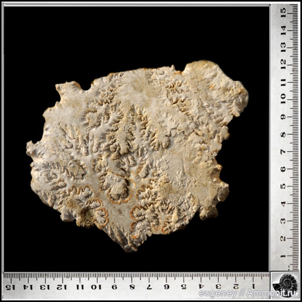 аммониты, моллюски, головоногие моллюски, беспозвоночные