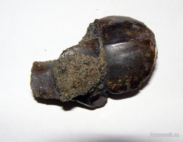 эоцен, ракообразные, Малинский карьер, Stomatopoda