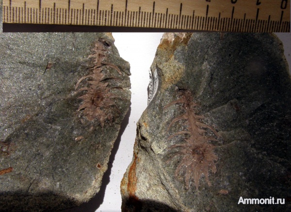 мел, Флора, шишки, Канев, Cretaceous