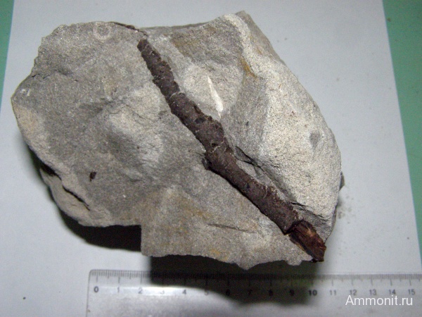 мел, окаменевшая древесина, Канев, Cretaceous