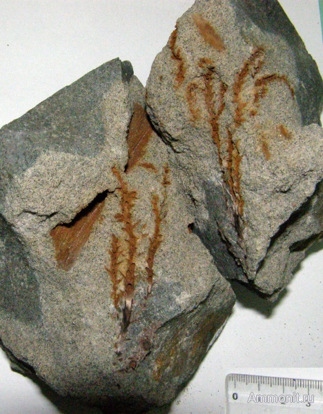 мел, Флора, Канев, Cretaceous