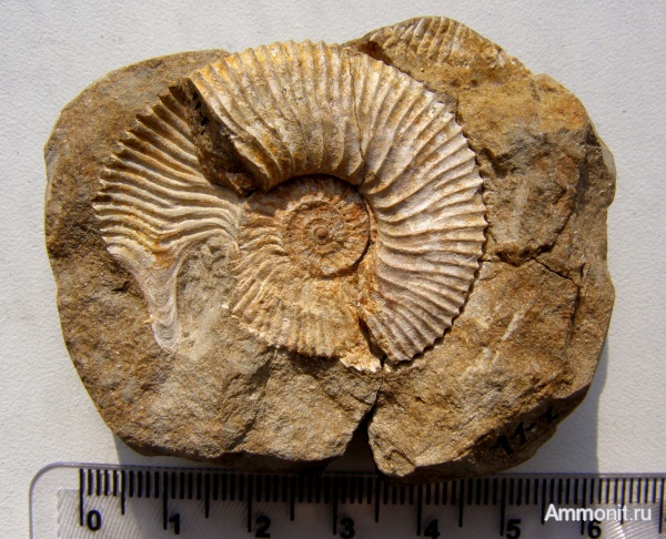 аммониты, келловей, Kepplerites, ушки, устье, Ammonites, Канев, Microconchs, lappets, Callovian, Middle Jurassic