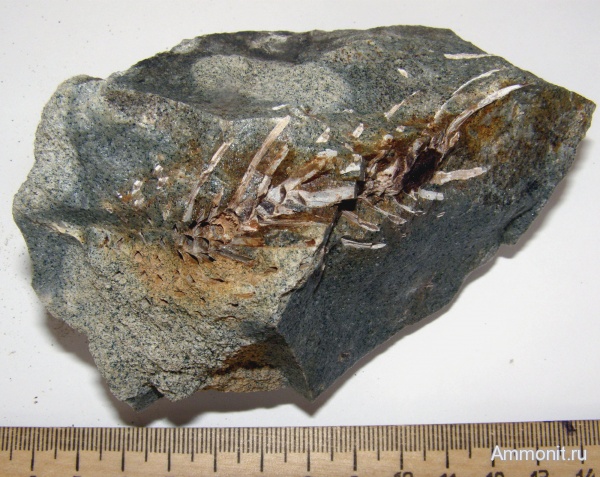 мел, голосеменные, окаменевшая древесина, Канев, Cretaceous