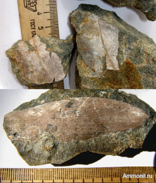 мел, голосеменные, Канев, отпечатки листьев, Cretaceous