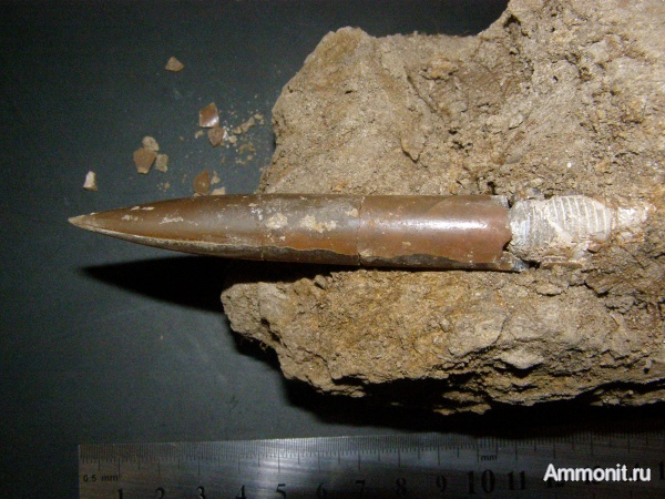 юра, келловей, Канев, Cylindroteuthidae, Callovian, Jurassic, Middle Jurassic