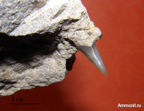 акулы, зубы акул, Канев, shark teeth, sharks