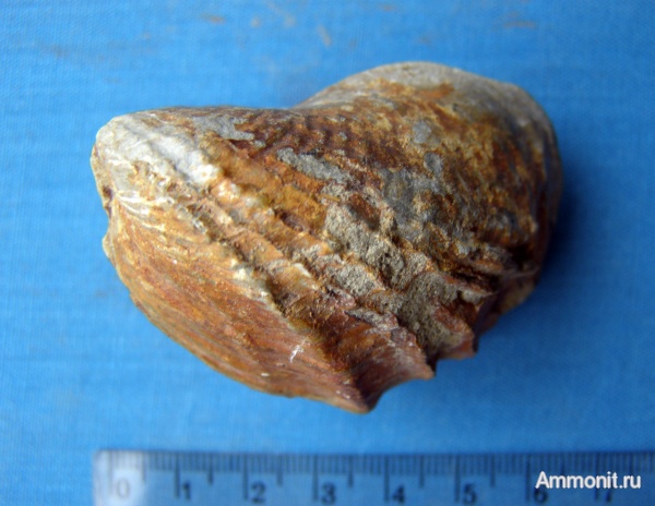 юра, двустворки, Pholadomya, Канев, Jurassic