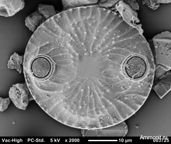 водоросли, Черное море, голоцен, микропалеонтология, диатомовые