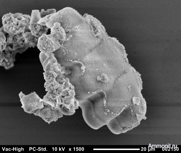 водоросли, Черное море, голоцен, микропалеонтология, диатомовые