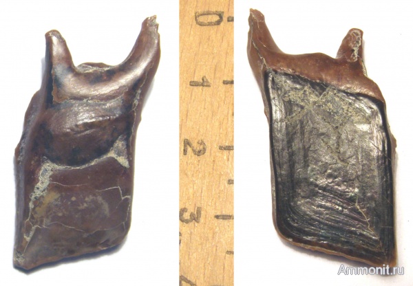 верхний мел, зубы рыб, днестр