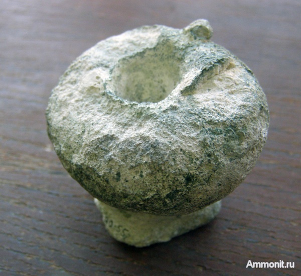 губки, эоцен, Житомир