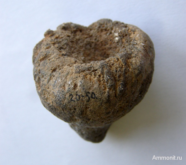 губки, эоцен, Житомир