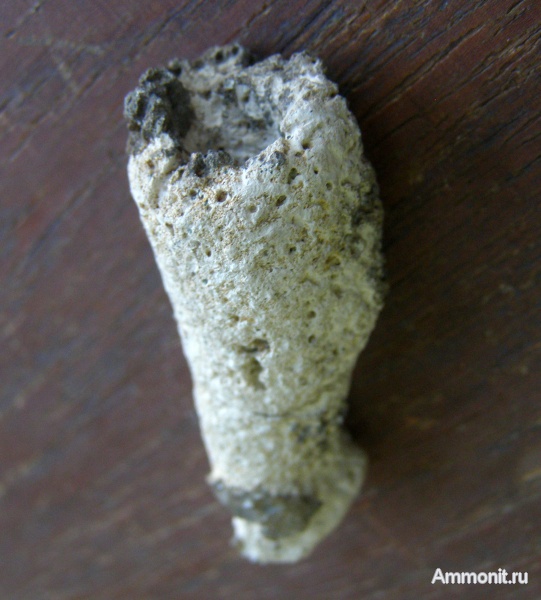 губки, эоцен, Житомир