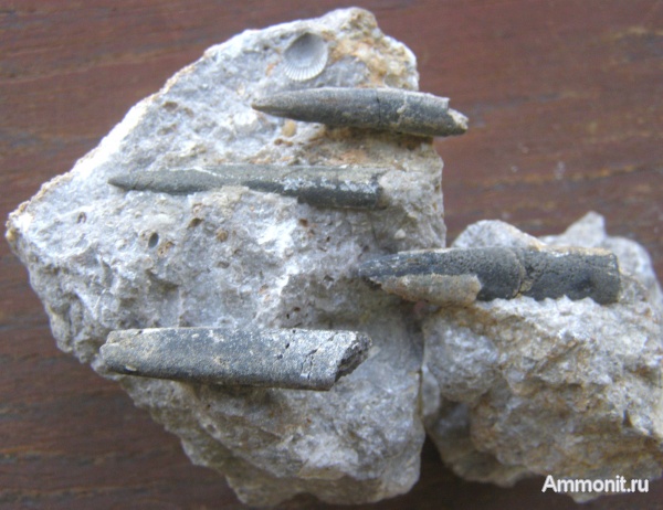 белемниты, юра, Крым