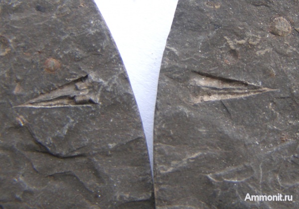 кембрий, Якутия, хиолиты