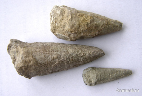 кембрий, Якутия, хиолиты