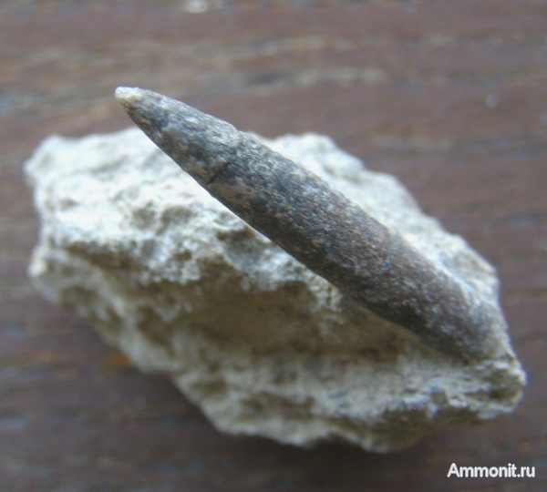 белемниты, юра, Крым