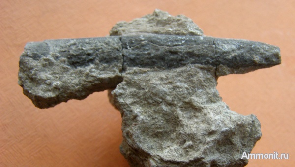 белемниты, юра, Крым