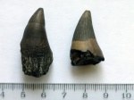 Коронки зубов ихтиозавра