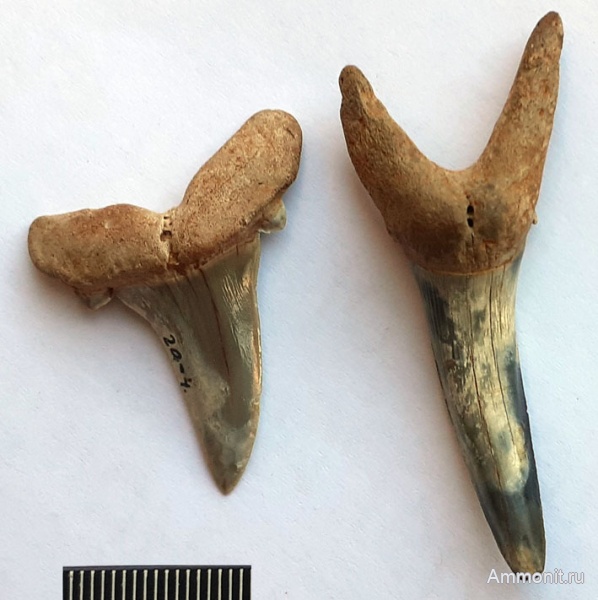 зубы акул, Striatolamia, Малин