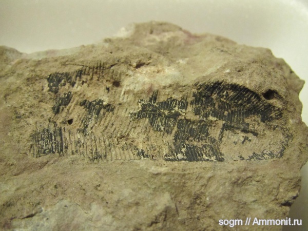 конулярии, Conularia