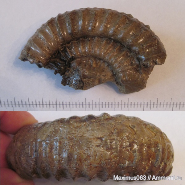 аммониты, юра, головоногие моллюски, мезозой, Ammonites, Crussoliceras, Jurassic