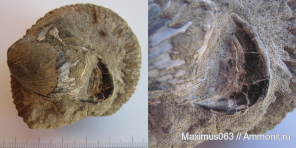 юра, мезозой, Buchia, Сызрань, Jurassic