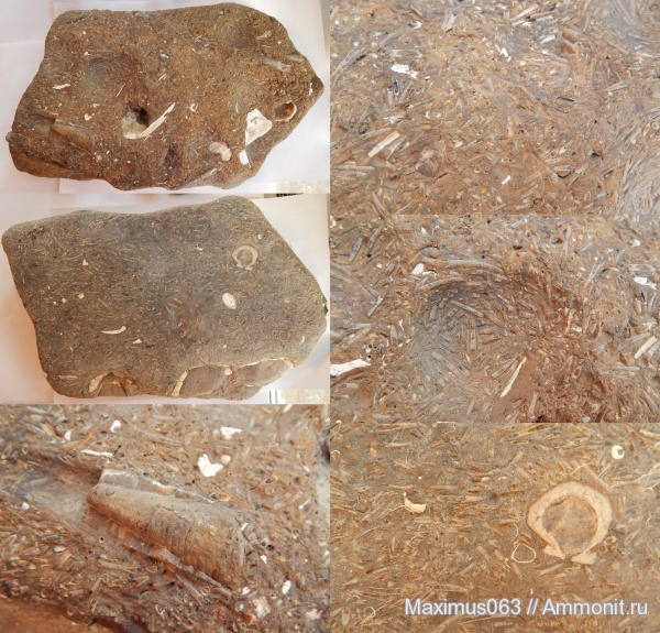 белемниты, лопатоногие моллюски, belemnites