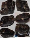 Turritella Agate (Черепаховый агат )