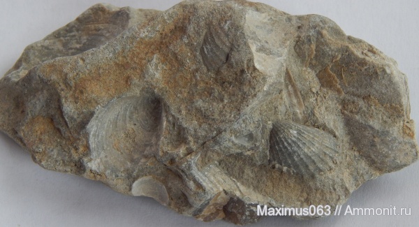 юра, мезозой, двустворчатые моллюски, Limea consobrina, Jurassic