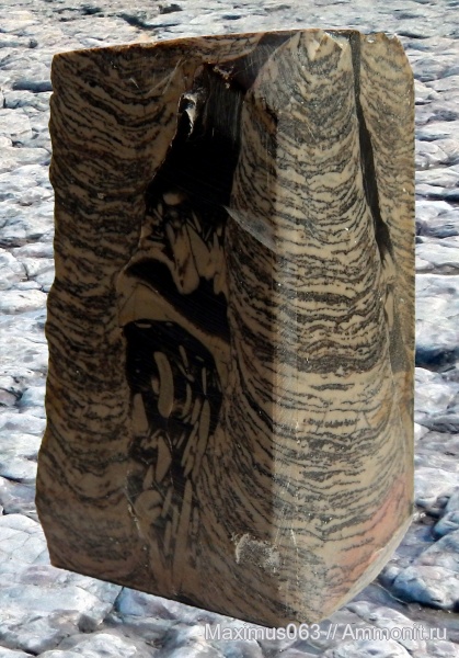 строматолиты, протерозой, Якутия, Торго, неопротерозой, Jurusania